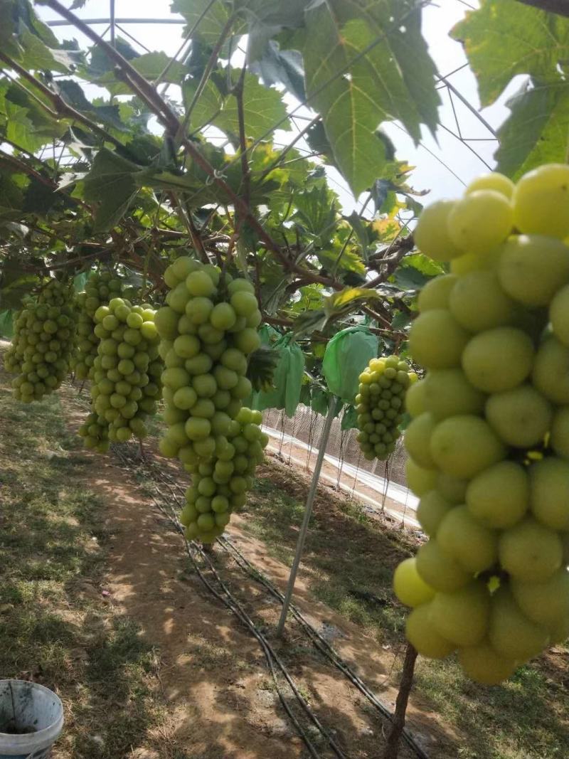 葡萄苗山东葡萄苗基地种植葡萄苗葡萄苗批发基地