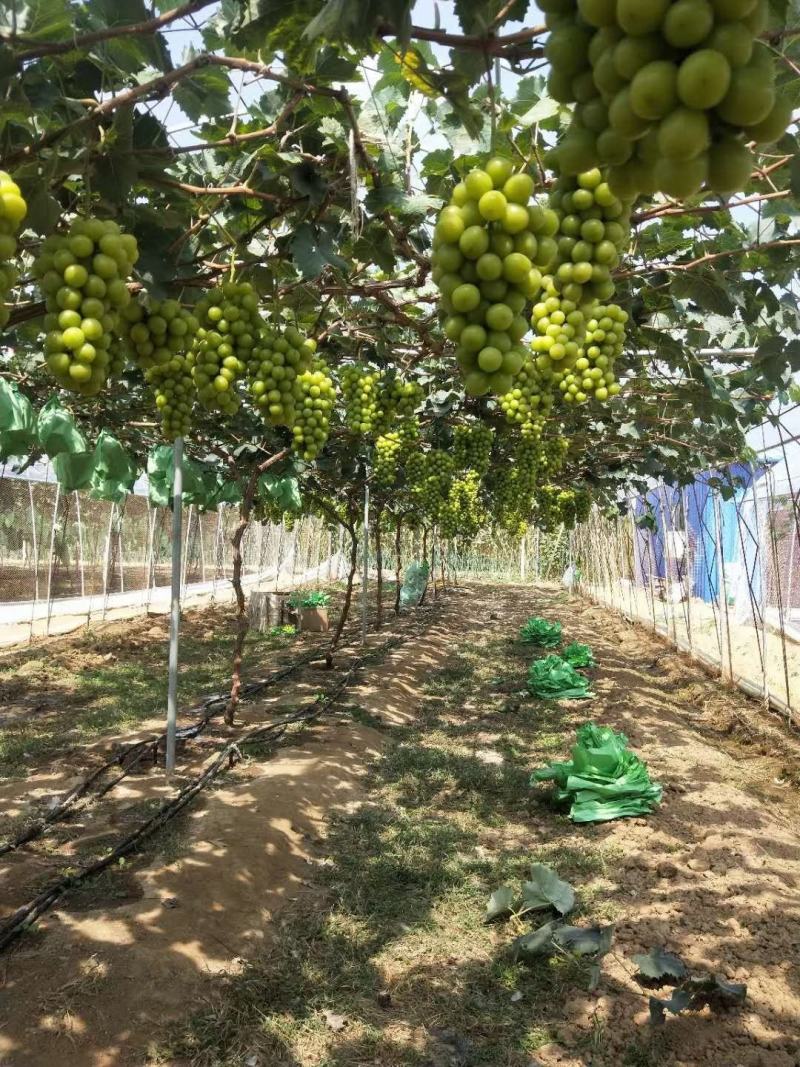 葡萄苗山东葡萄苗基地种植葡萄苗葡萄苗批发基地