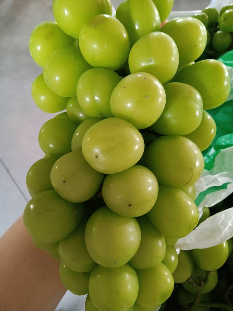 【精品】湖南阳光玫瑰，果形好，甜度高，硬度杠杠的