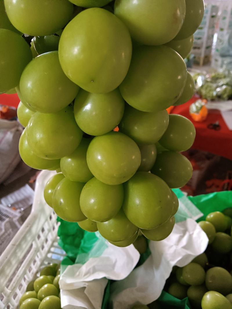【精品】湖南阳光玫瑰，果形好，甜度高，硬度杠杠的
