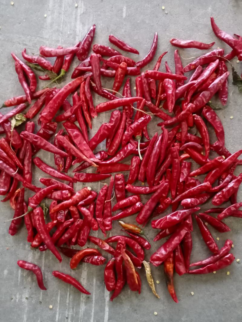 内黄新一代辣椒，火锅底料专用辣椒，可加工辣椒段，辣椒面。