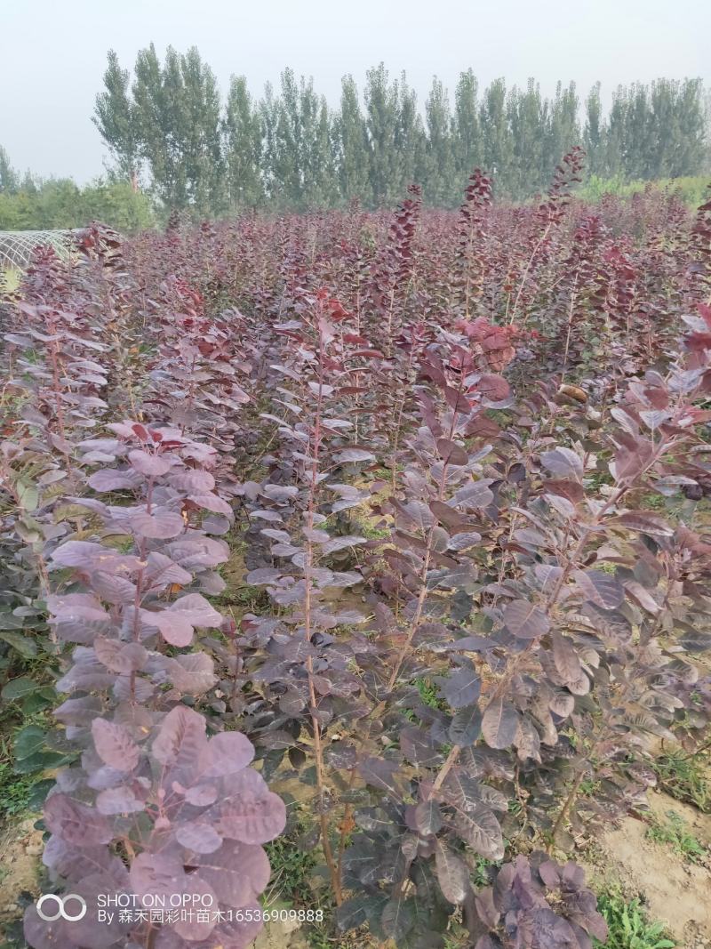 美国红栌苗木基地直供规格大小齐全货量充足