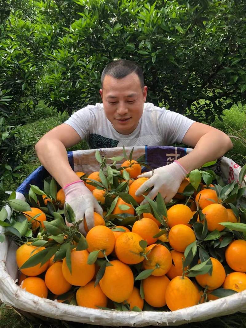 秭归伦晚脐橙(原产地）大量供应水分充足果皮干净代发全国