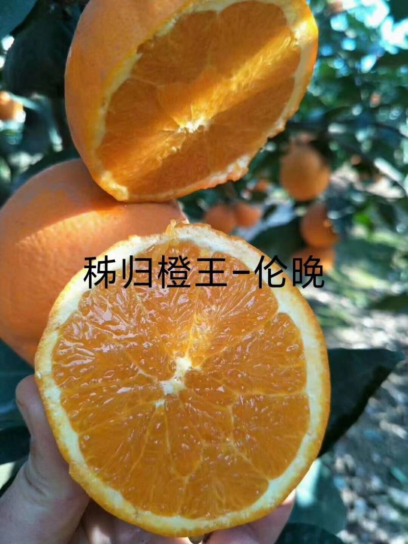 秭归伦晚脐橙(原产地）大量供应水分充足果皮干净代发全国
