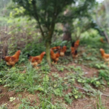 土鸡