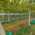 云南阳光玫瑰葡萄苗《质壮苗纯》让农户放心种植基地批发