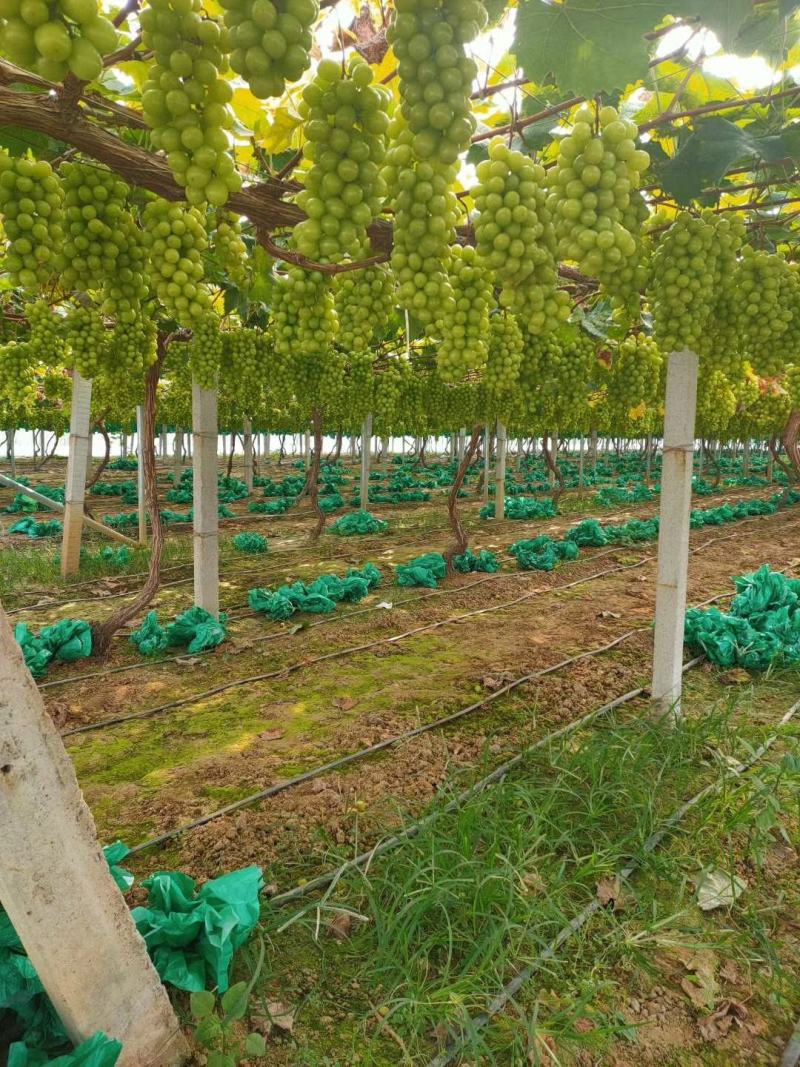 云南阳光玫瑰葡萄苗《质壮苗纯》让农户放心种植基地批发
