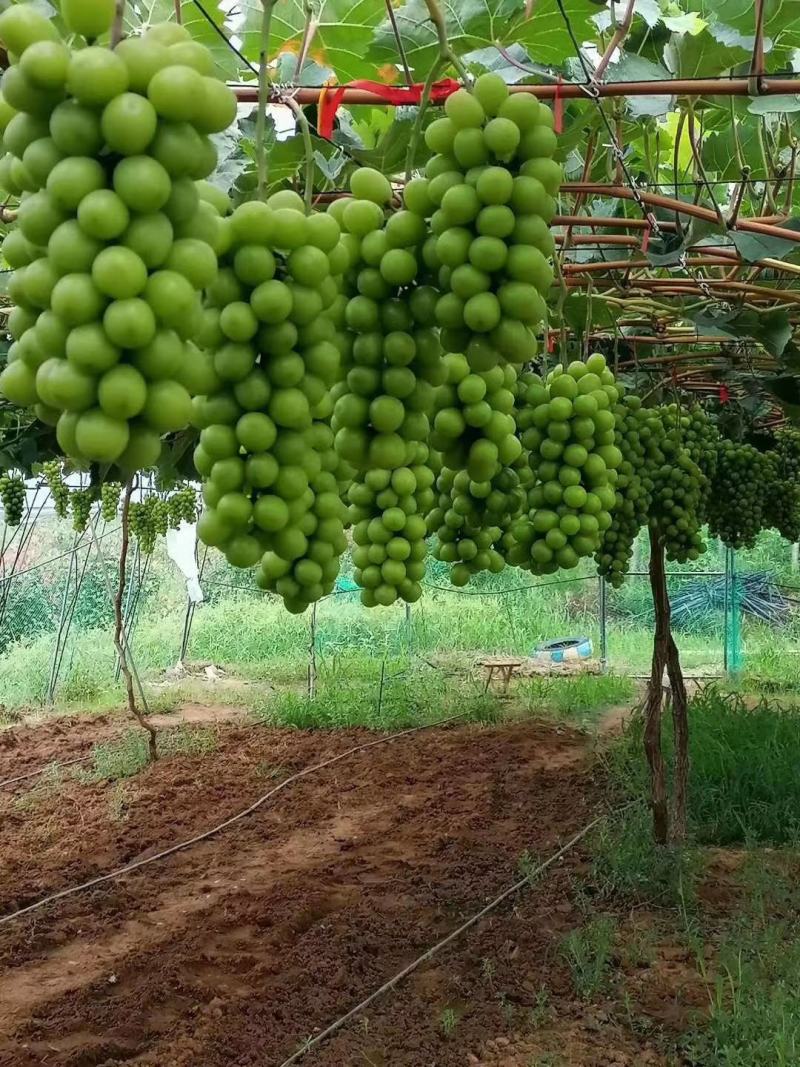 云南阳光玫瑰葡萄苗《质壮苗纯》让农户放心种植基地批发