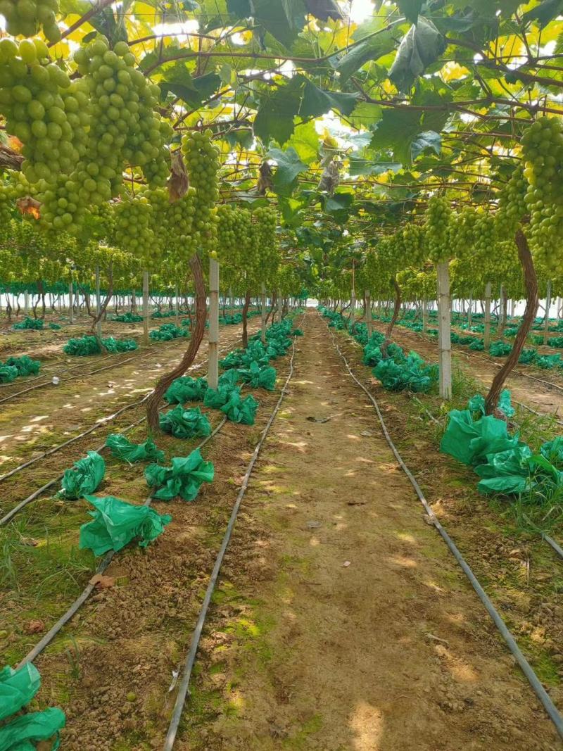 云南阳光玫瑰葡萄苗《质壮苗纯》让农户放心种植基地批发
