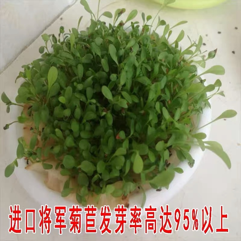 菊苣种子（大叶）将军菊苣多年生牧草籽四季播种鸡鸭鹅牛羊鱼