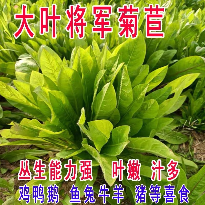 菊苣种子（大叶）将军菊苣多年生牧草籽四季播种鸡鸭鹅牛羊鱼