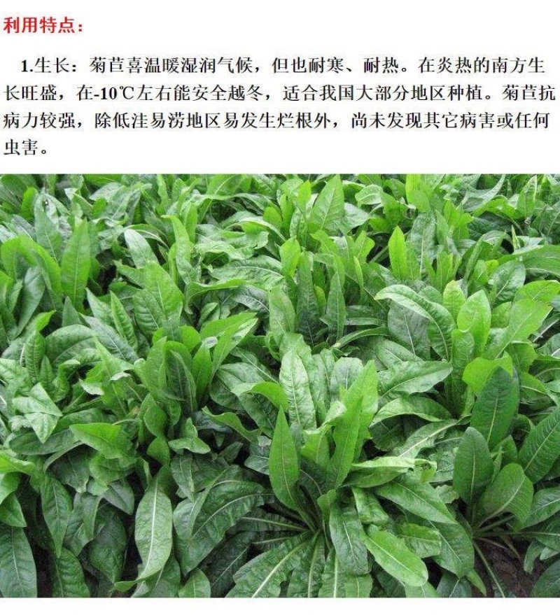 菊苣种子（大叶）将军菊苣多年生牧草籽四季播种鸡鸭鹅牛羊鱼