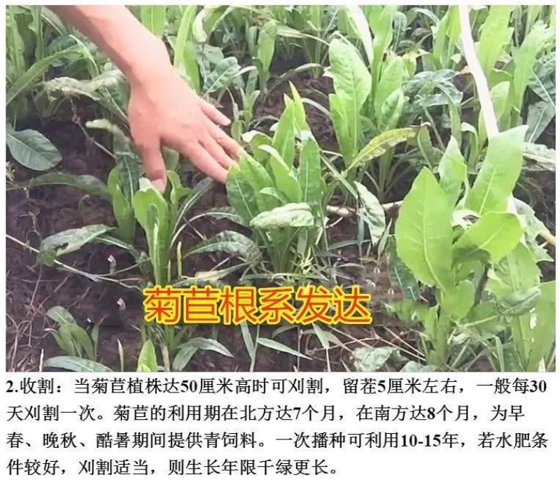 菊苣种子（大叶）将军菊苣多年生牧草籽四季播种鸡鸭鹅牛羊鱼