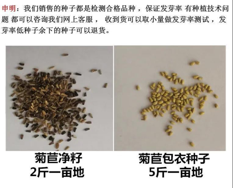 菊苣种子（大叶）将军菊苣多年生牧草籽四季播种鸡鸭鹅牛羊鱼