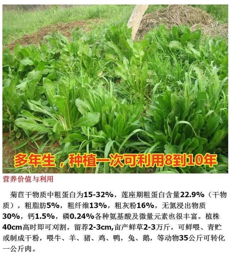 菊苣种子（大叶）将军菊苣多年生牧草籽四季播种鸡鸭鹅牛羊鱼