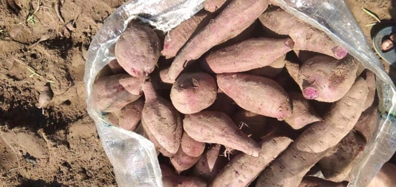 紫薯花叶紫罗兰桂京8等等需要的可以联系呦