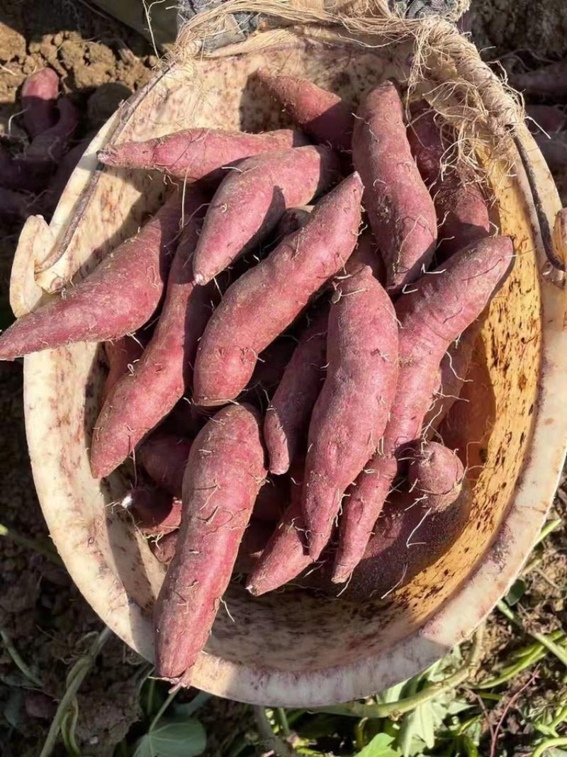 紫薯花叶紫罗兰桂京8等等需要的可以联系呦