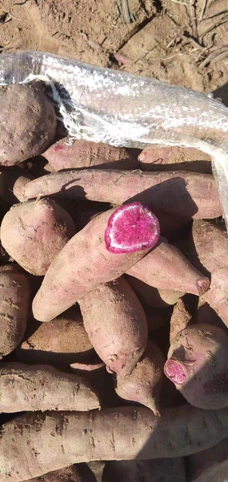 紫薯花叶紫罗兰桂京8等等需要的可以联系呦