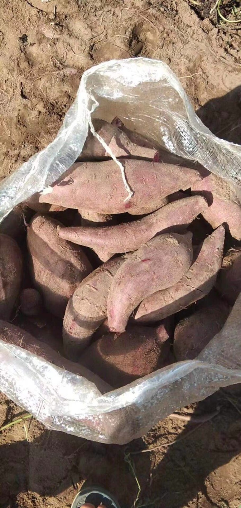 紫薯花叶紫罗兰桂京8等等需要的可以联系呦