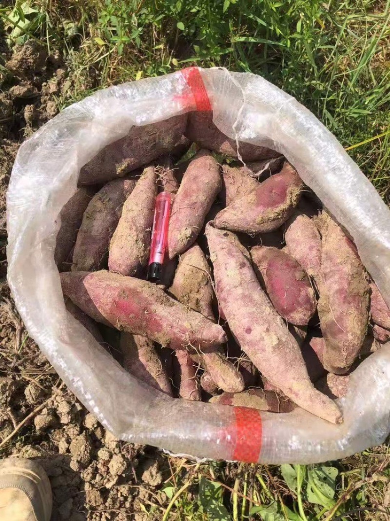 紫薯花叶紫罗兰桂京8等等需要的可以联系呦