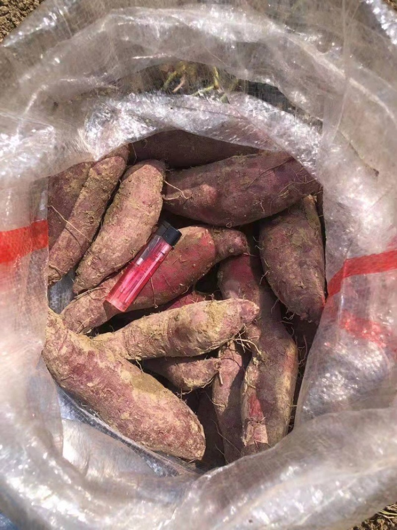 紫薯花叶紫罗兰桂京8等等需要的可以联系呦