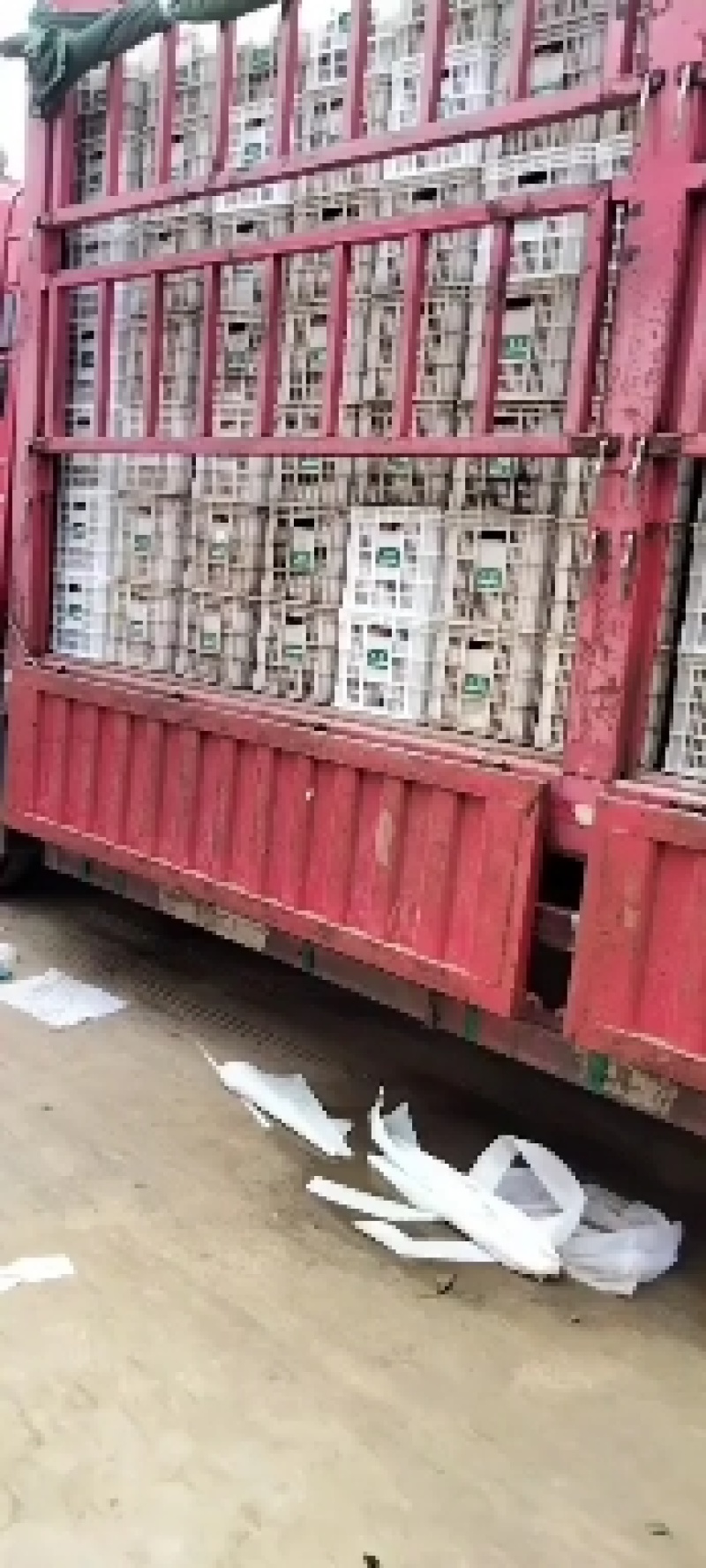 河北省邯郸市大名县皇冠梨