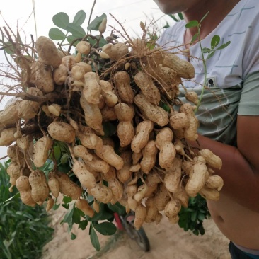 鲁花系列，鲜花生过筛手选果代收菠菜，香菜，西瓜等代发全国