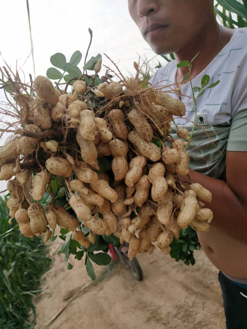 鲁花系列，鲜花生过筛手选果代收菠菜，香菜，西瓜等代发全国