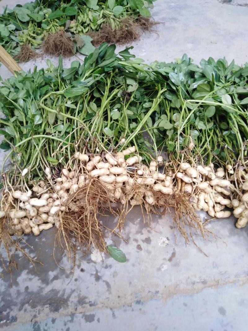 鲁花系列，鲜花生过筛手选果代收菠菜，香菜，西瓜等代发全国