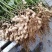 鲁花系列，鲜花生过筛手选果代收菠菜，香菜，西瓜等代发全国