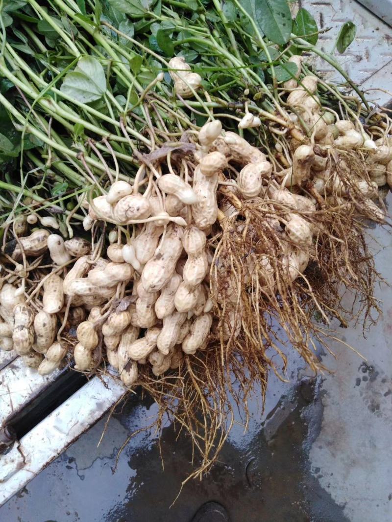 鲁花系列，鲜花生过筛手选果代收菠菜，香菜，西瓜等代发全国