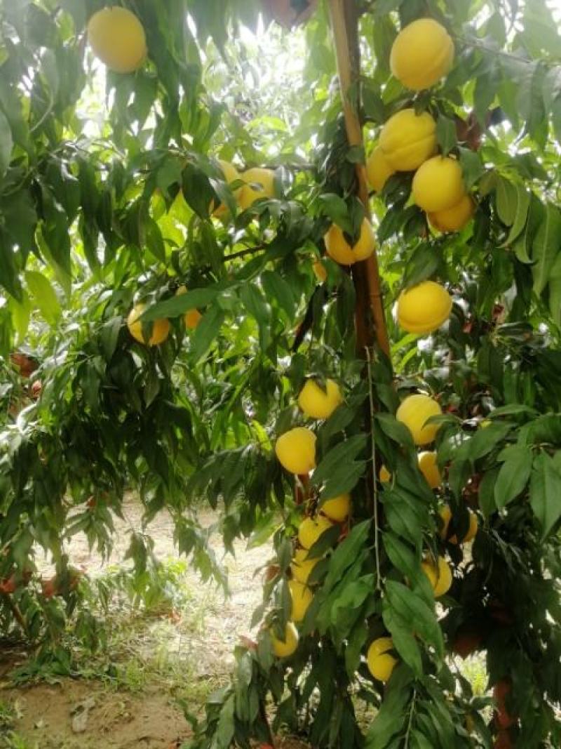 锦绣黄桃
