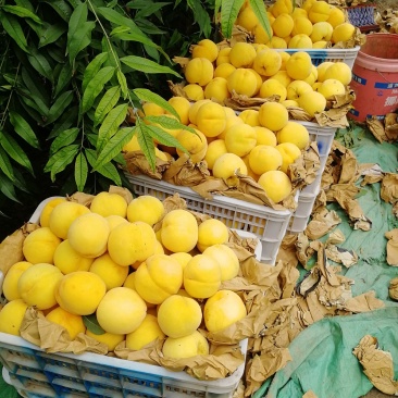 锦绣黄桃