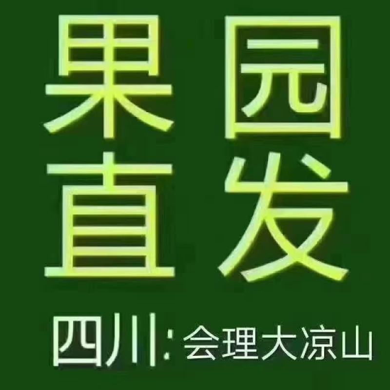大凉山会理软籽石榴，果园基地直发，质量保证