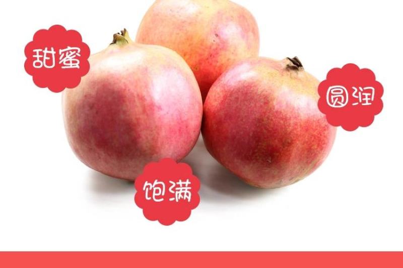 大凉山会理软籽石榴，果园基地直发，质量保证