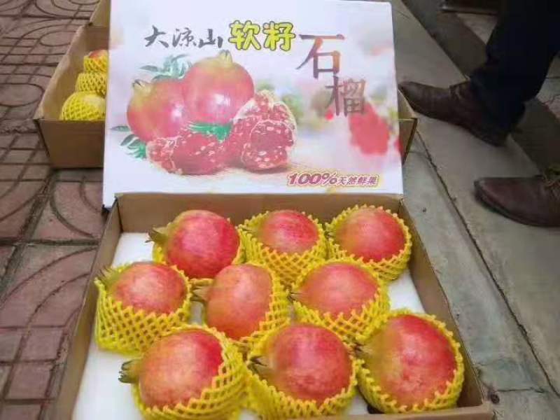大凉山会理软籽石榴，果园基地直发，质量保证