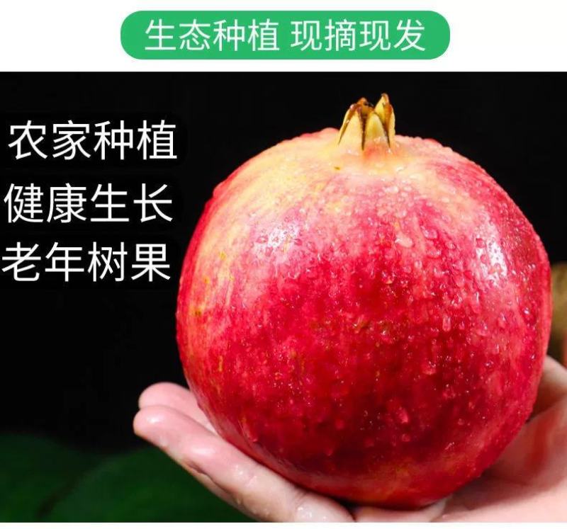 大凉山会理软籽石榴，果园基地直发，质量保证