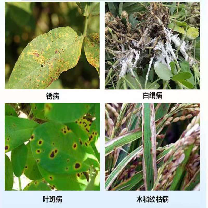 噻呋酰胺水稻纹枯病花生白娟病葡萄白腐病炭疽病杀菌剂正品