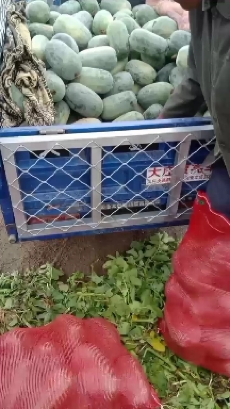 冬瓜，有需要的客商欢迎采购，我愿真诚与广大客商服务