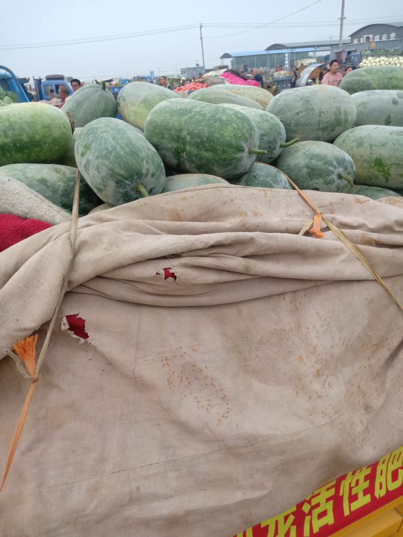 冬瓜，有需要的客商欢迎采购，我愿真诚与广大客商服务