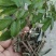 饿蚂蝗小槐花