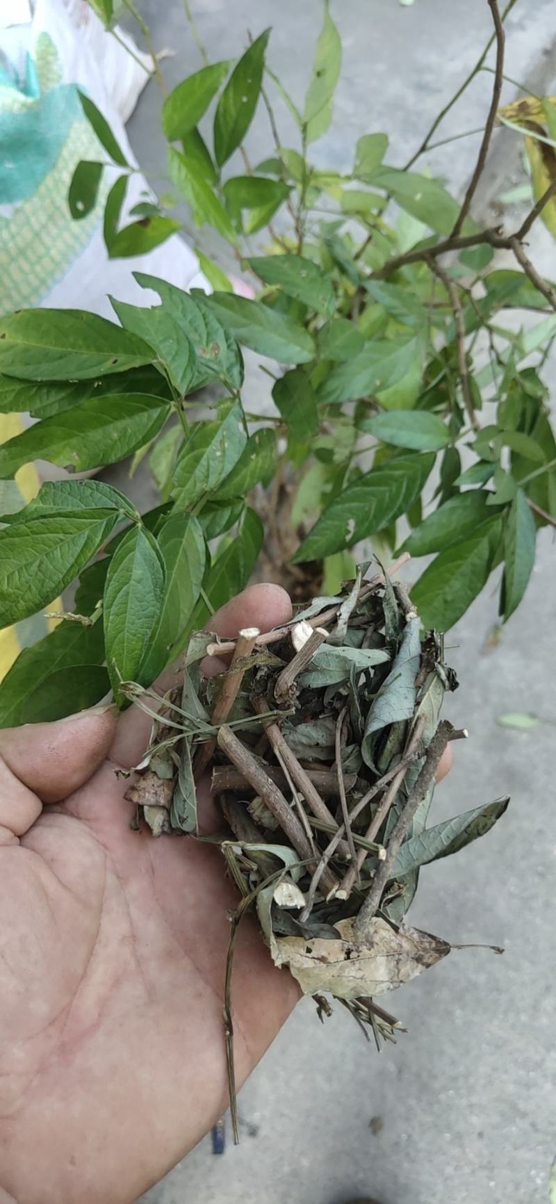 饿蚂蝗小槐花