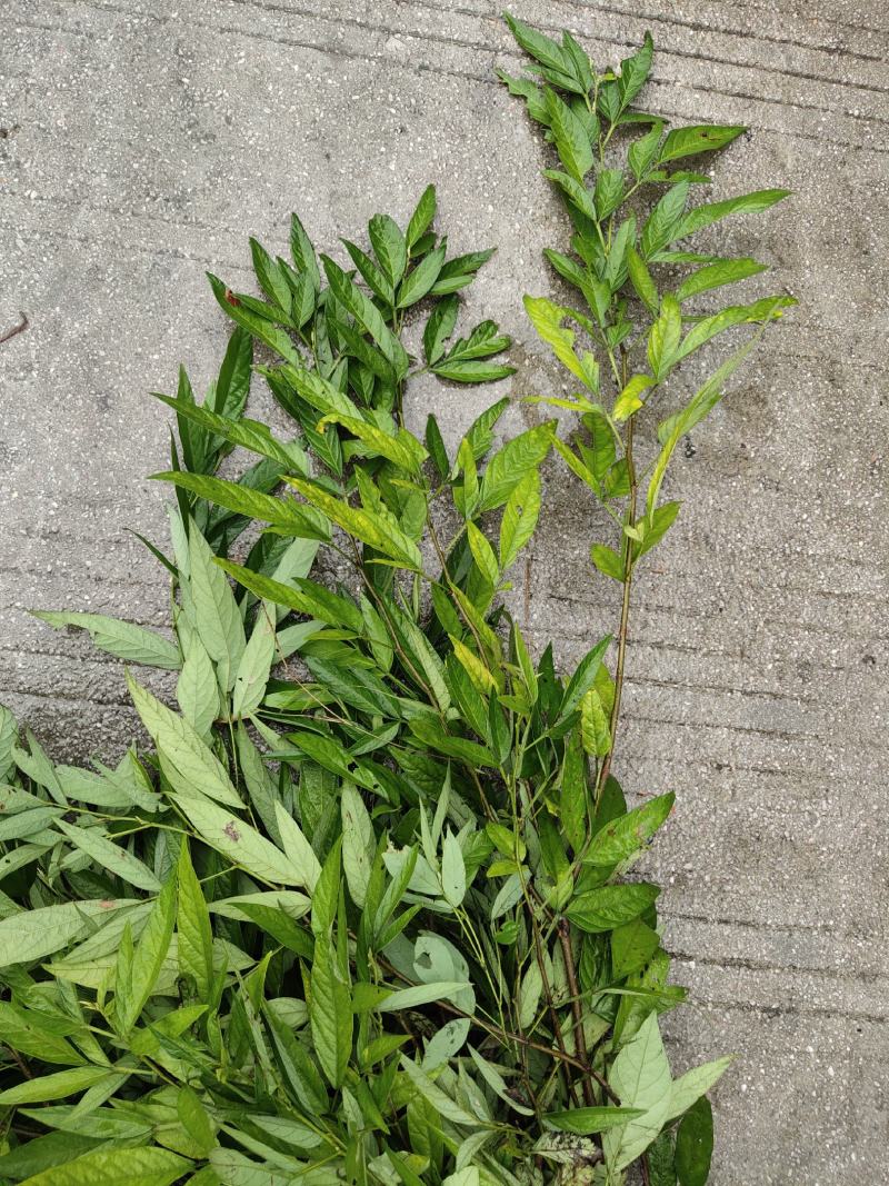 饿蚂蝗小槐花