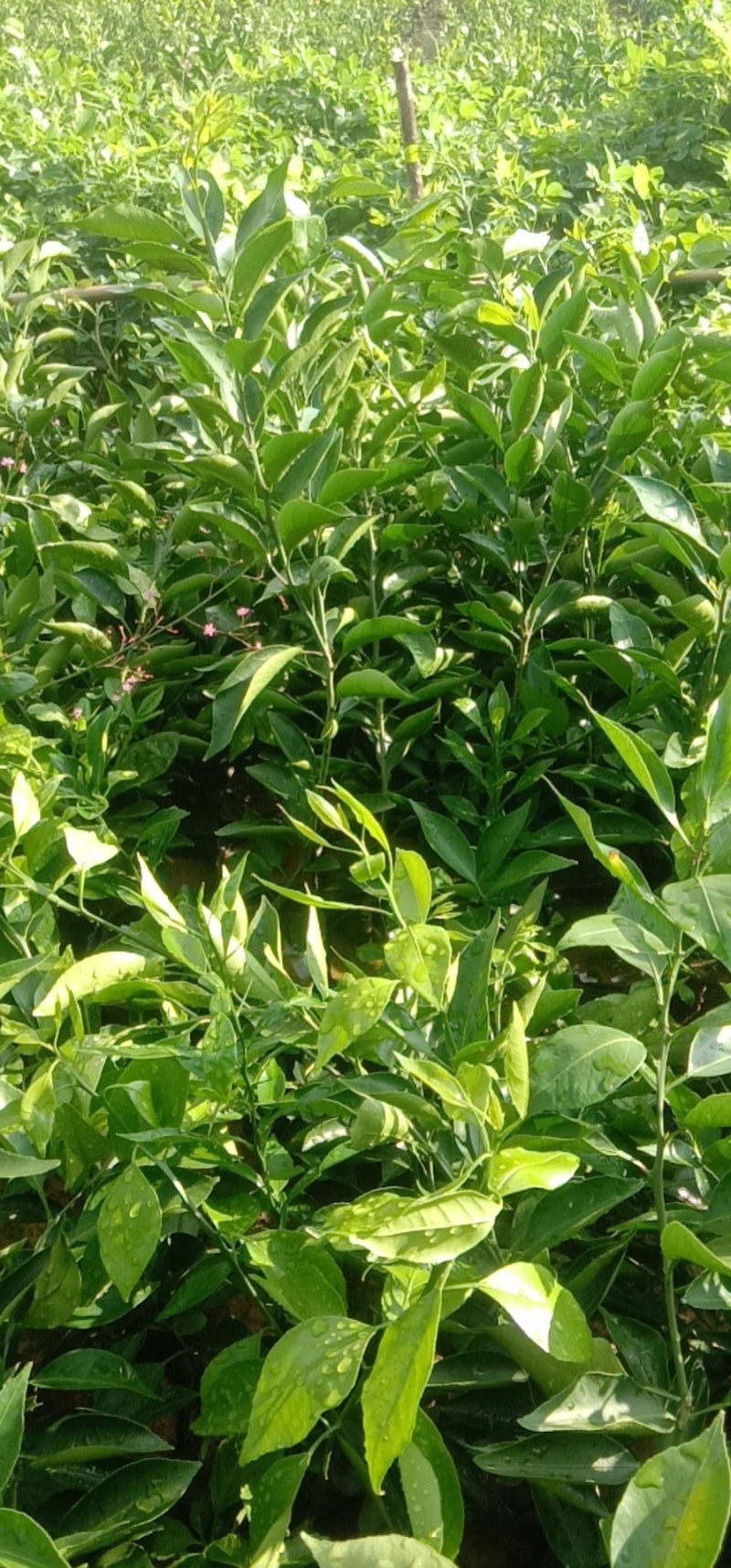 黄美人柑橘苗爱媛68种苗品质保证签合同出售保湿发货