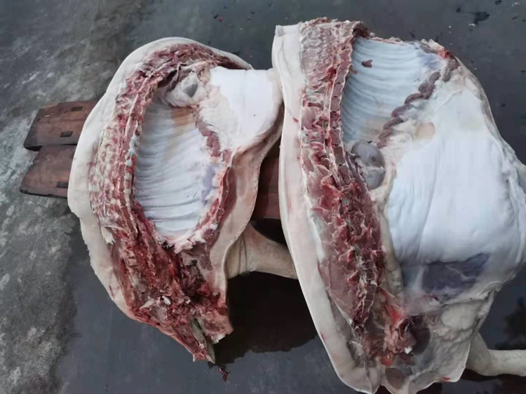 水煮活猪前的焯水处理:猪肉块在锅中焯水,锅边有姜片和料酒 水煮活猪前的焯水处理