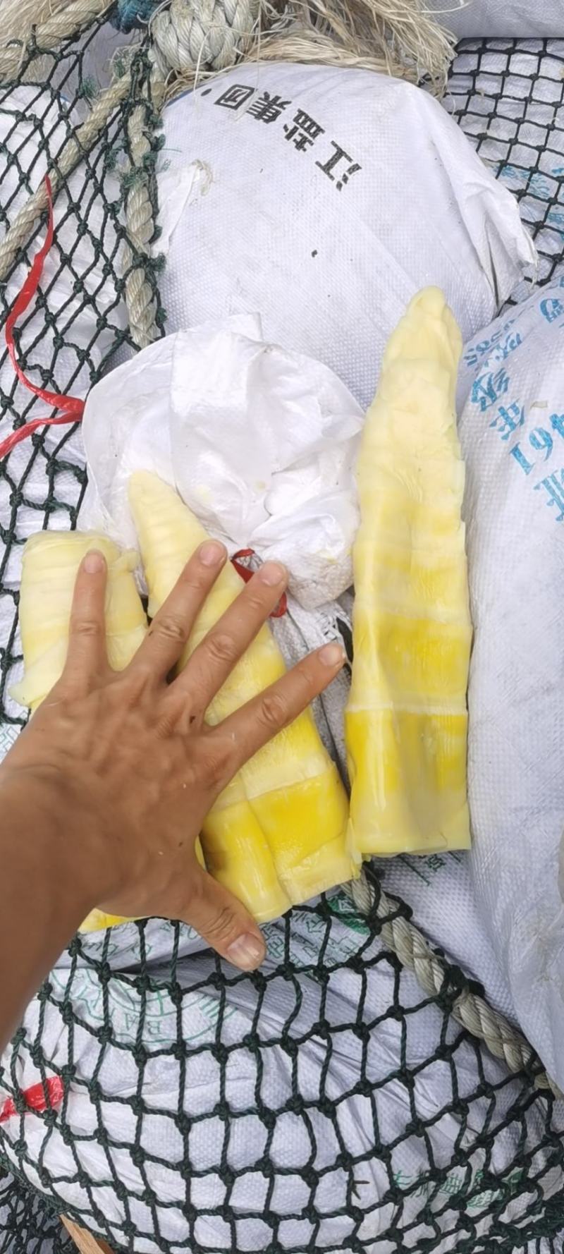 麻笋尖，麻竹笋笋尖全嫩价格实惠品质保证欢迎联系