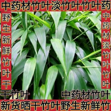 中药材原料淡竹叶野生淡竹叶中药材淡竹叶茶