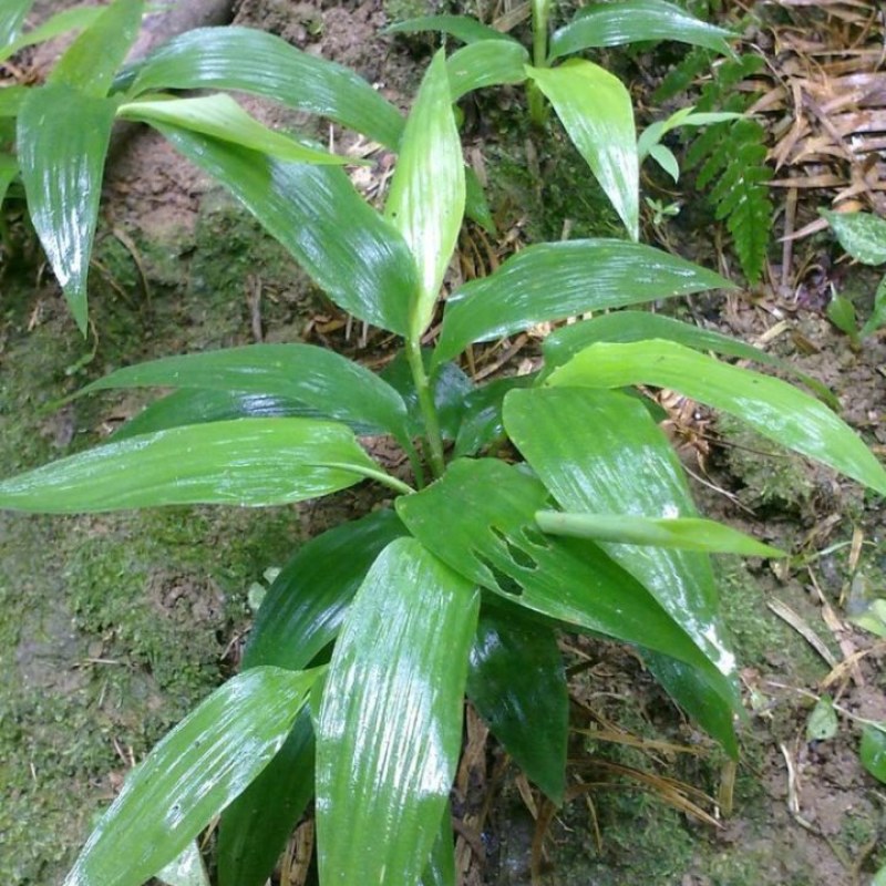 中药材原料淡竹叶野生淡竹叶中药材淡竹叶茶