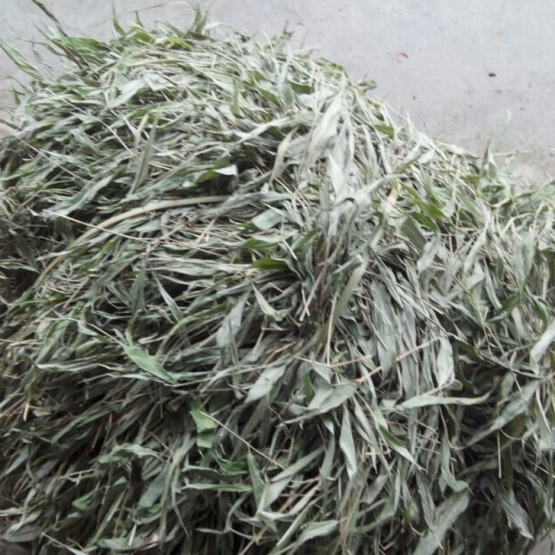 中药材原料淡竹叶野生淡竹叶中药材淡竹叶茶