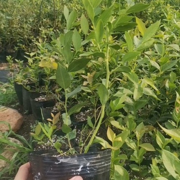 顶架蓝莓苗-顶架蓝莓苗价格-顶架蓝莓苗品种介绍